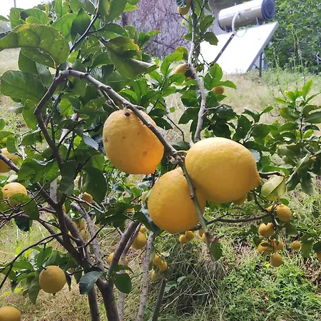 Pilias 迈索尼