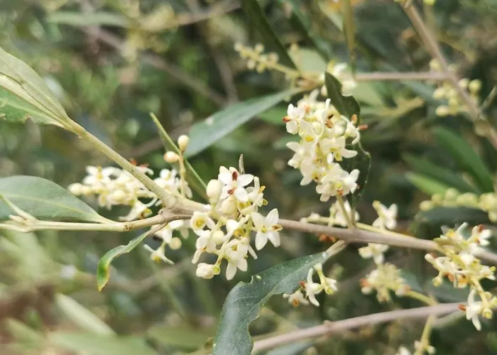 Pilias *